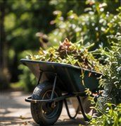 Wheelbarrow of clippings from a garden clearance
