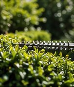 Hedge trimming